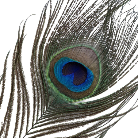 Лоскітка LOCKINK SEVANDA Natural Peacock Flirting Feather Tickler, перо павича - фото №6